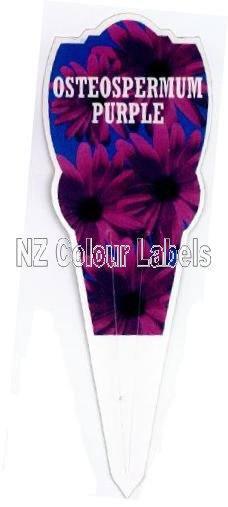 OSTEOSPERMUM Purple - Click Image to Close