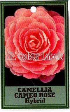 CAMELLIA Cameo ROSE Hybrid - Click Image to Close