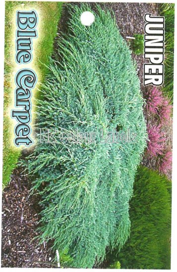 JUNIPER squamata BLUE CARPET - Click Image to Close