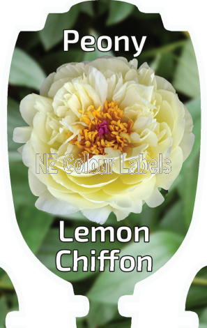 PAEONIA LEMON CHIFFON - Click Image to Close