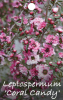 LEPTOSPERMUM Coral Candy