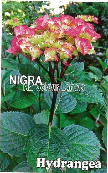 HYDRANGEA Nigra - Click Image to Close