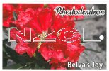 RHODODENDRON Belva's Joy