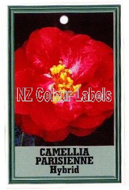 CAMELLIA Parisienne Hybrid - Click Image to Close