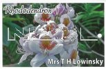 RHODODENDRON Mrs TH Lowinsky