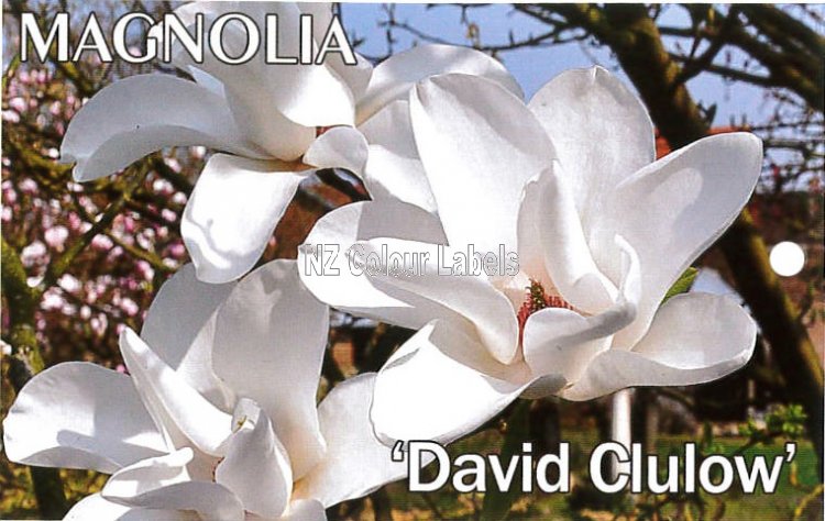 MAGNOLIA David Clulow - Click Image to Close