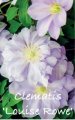 CLEMATIS LOUISE ROWE