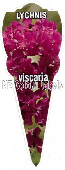 LYCHNIS viscaria [German Catchfly] - Click Image to Close