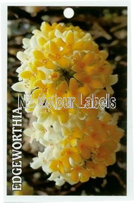 EDGEWORTHIA grandiflora - Click Image to Close