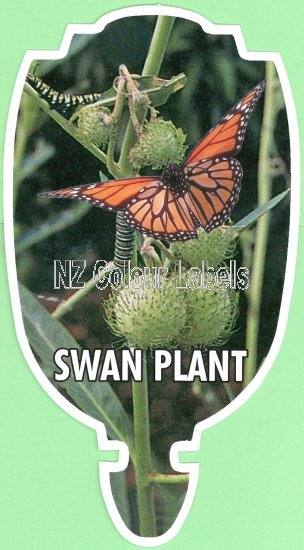 ASCLEPIAS syn. GOMPHOCARPUS [Swan Plant] - Click Image to Close