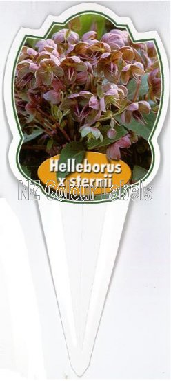 HELLEBORUS sternii - Click Image to Close