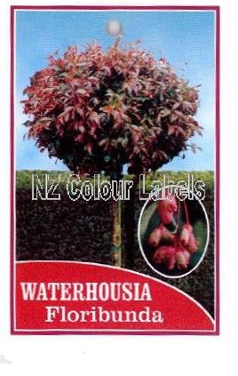 WATERHOUSIA floribunda - Click Image to Close