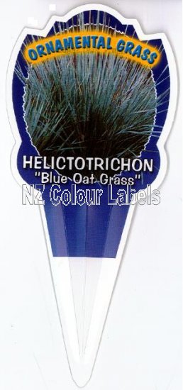 Helictotrichon Sempervirens - Click Image to Close