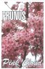 PRUNUS campanulata PINK CLOUD