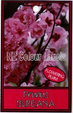 PRUNUS Blireiana [Flowering Plum] - Click Image to Close