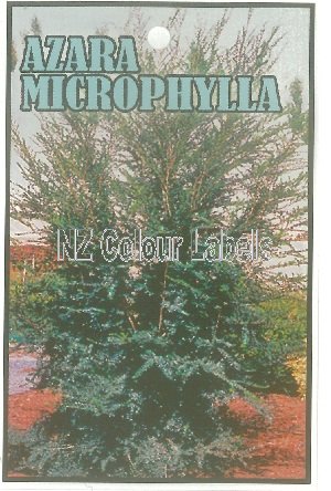 AZARA microphylla [Box Leaf Azara] - Click Image to Close