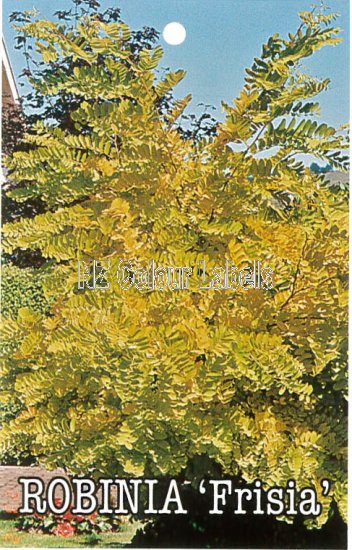 ROBINIA PSEUDOACACIA FRISIA - Click Image to Close