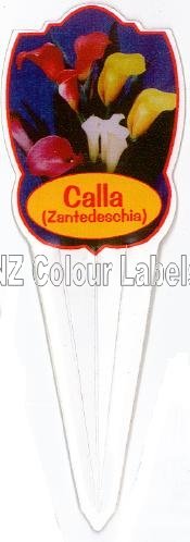 CALLA Calla - Mixed Colours - Click Image to Close