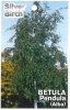 BETULA pendula 'Alba'