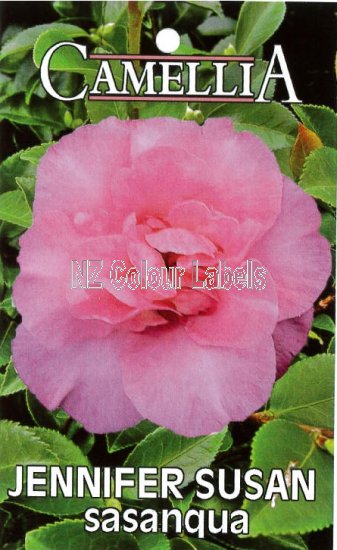 CAMELLIA Jennifer Susan Sasanqua - Click Image to Close