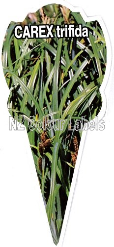 Carex Trifida - Click Image to Close