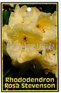 RHODODENDRON Rosa Stevenson - Click Image to Close