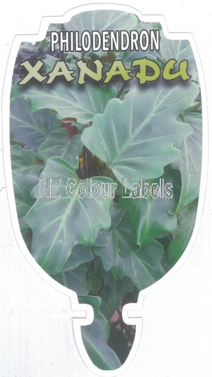 PHILODENDRON Xanadu - Click Image to Close