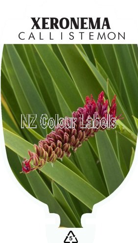 XERONEMA CALLISTEMON - Click Image to Close