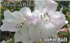 RHODODENDRON John Bull