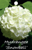 HYDRANGEA SNOWBALL