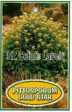 PITTOSPORUM t. Gold Star - Click Image to Close