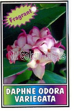 DAPHNE odora Variegata - Click Image to Close