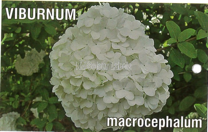 VIBURNUM macrocephalum - Click Image to Close