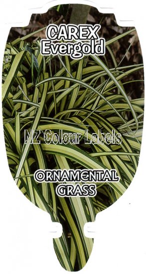 CAREX Evergold - Click Image to Close