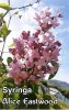 SYRINGA Alice Eastwood