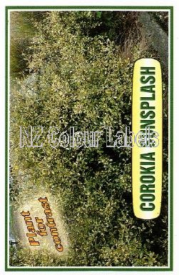 COROKIA X virigata Sunsplash - Click Image to Close