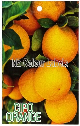 CITRUS Cipo - Click Image to Close