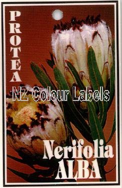 PROTEA nerifolia Alba - Click Image to Close