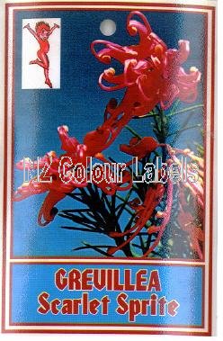 GREVILLEA Scarlet Sprite - Click Image to Close