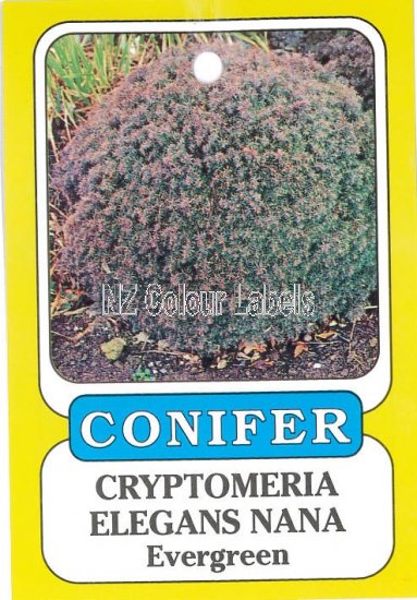 CRYPTOMERIA Elegans Nana - Click Image to Close