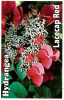 HYDRANGEA Lacecap Red