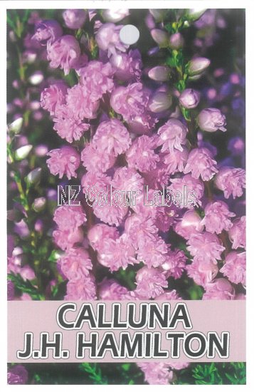 CALLUNA J.H Hamilton - Click Image to Close