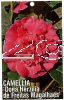 CAMELLIA Dona Herzilia de Freitas Magalhaes