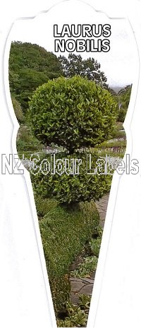 LAURUS nobilis - Click Image to Close