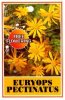 EURYOPS pectinatus