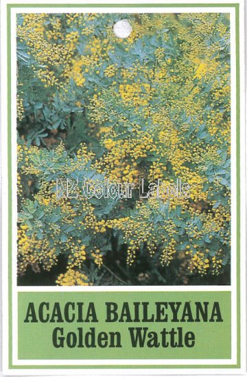 ACACIA baileyana [Cootamundra Wattle] - Click Image to Close