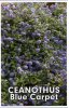 CEANOTHUS Blue Carpet