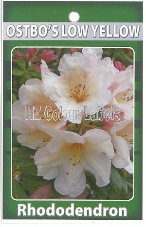 RHODODENDRON Ostbos Low Yellow - Click Image to Close