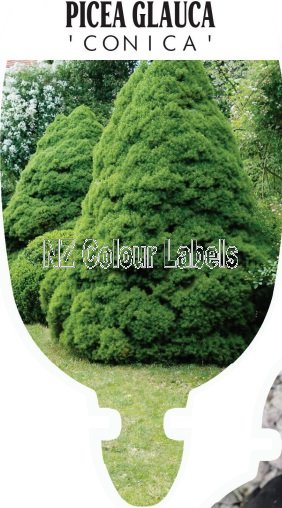 PICEA glauca albertiana 'Conica' - Click Image to Close