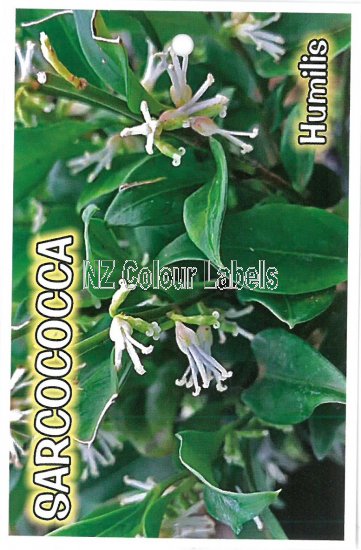 SARCOCOCCA humilis - Click Image to Close